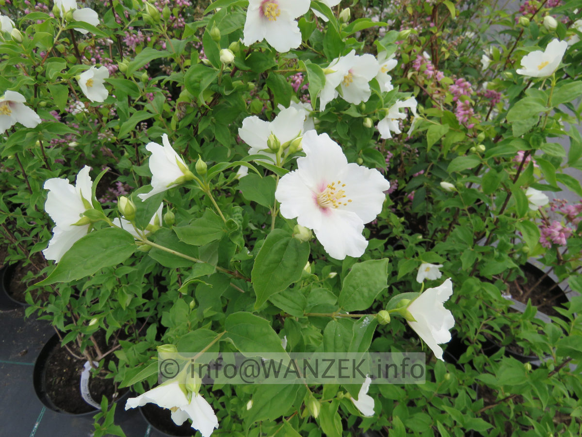Philadelphus Belle Etoile 01.JPG